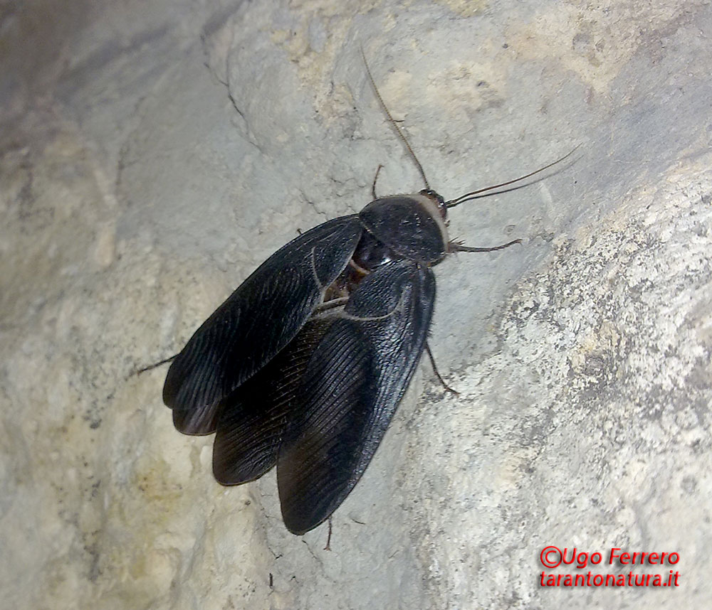 Polyphaga aegyptiaca (Linnaeus 1758)